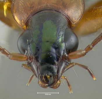 Media type: image;   Entomology 602276 Aspect: head frontal view